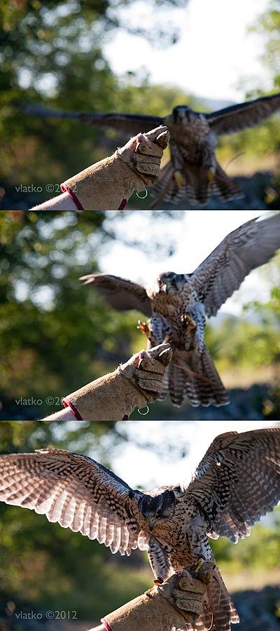 NÖ Falknerei- und Greifvogelzentrum (Lower Austrian Falconry and Bird of Prey Centre)