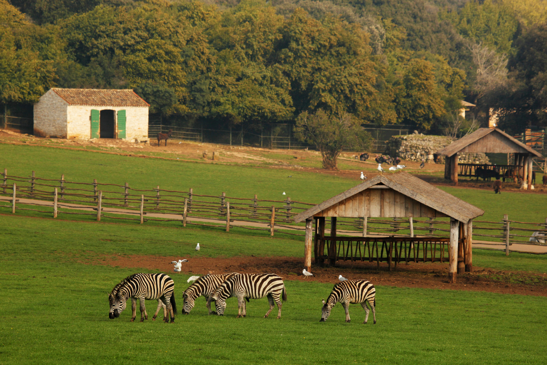 Zebry w parku safari na Brijuni przy www.np-brijuni.hr/en