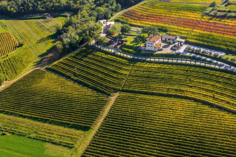 Bird's eye view of the Istrian vineyards