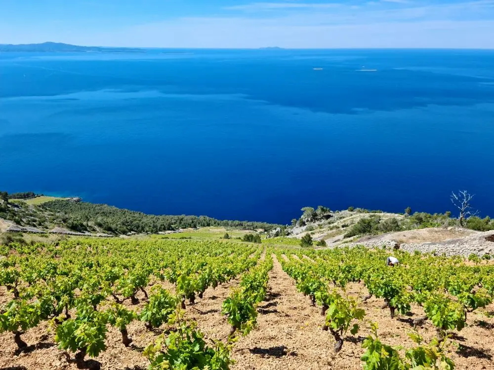 Hvar Wine Trails