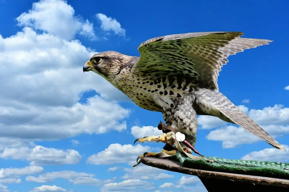 Day at Falconry Center Dubrava near Sibenik