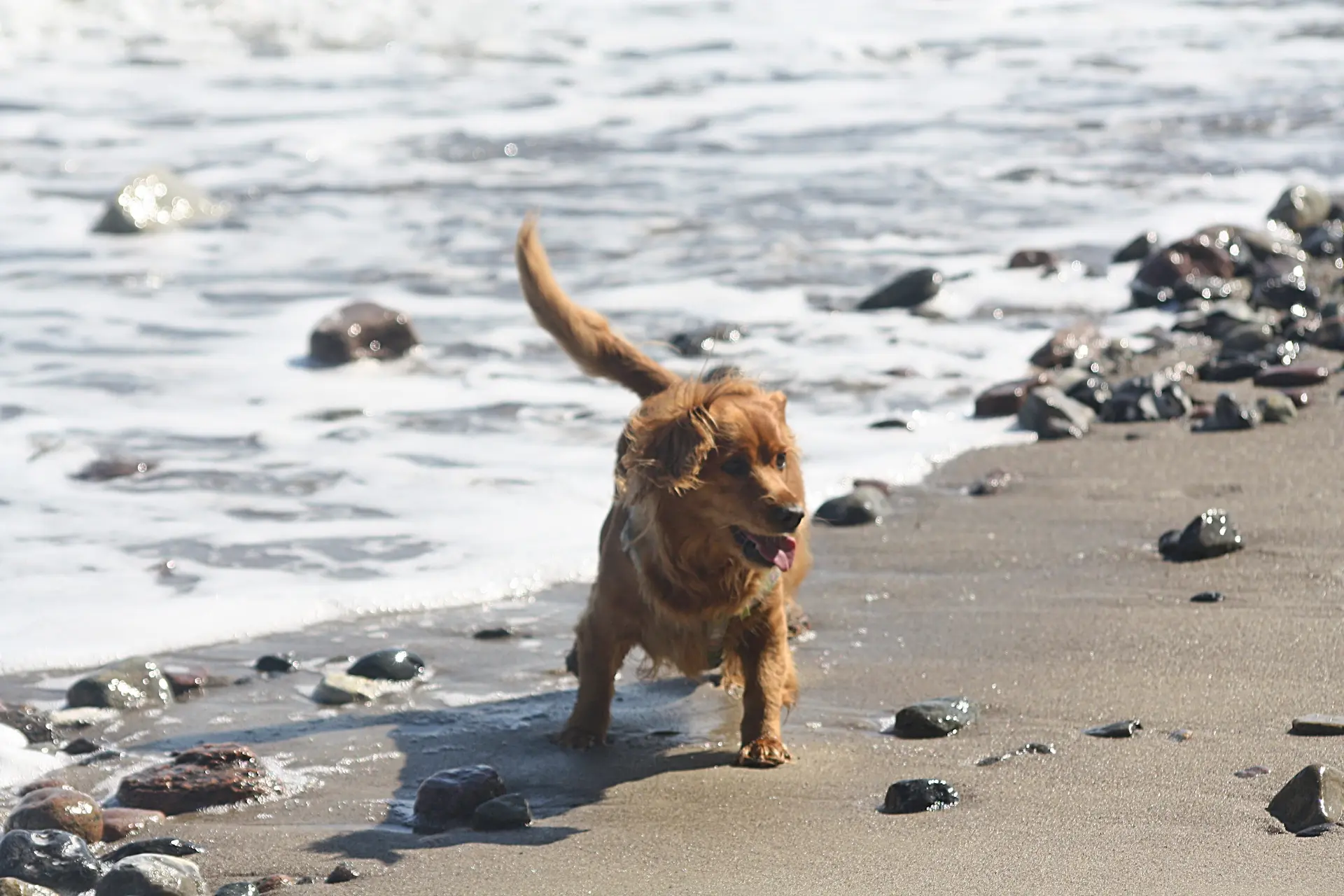 Pet-friendly beaches in Croatia